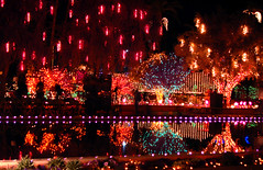 Mesa Temple Christmas lights 1