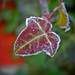Frosted Ivy