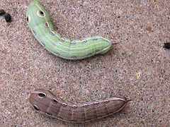 Sphinx Moth Caterpillars - by weretable