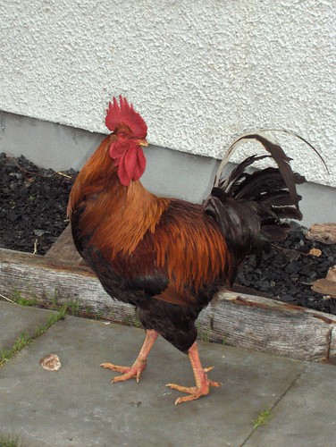 chicken breeds with pictures. following chicken breeds: