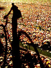 fall_leaves_shadow
