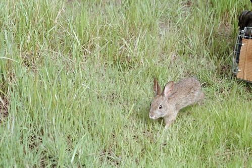 young riparian brush rabbit. juls10