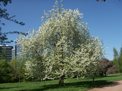 Nordpark-Blume 6