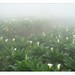 14.竹子湖-霧中的海芋田
