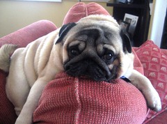 images of pugs 