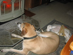 Cisco and Snickers in front of the wood stove - April 2007