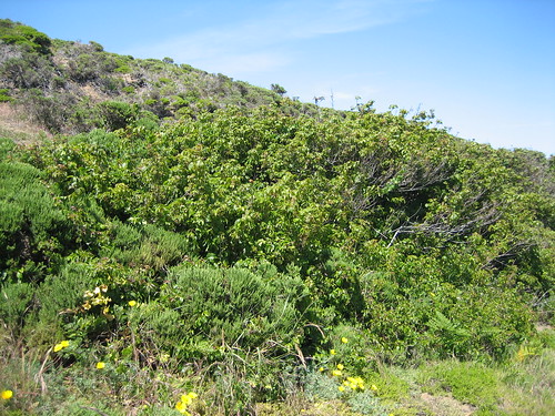 poison oak. Tall Poison Oak Bush