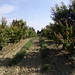 Orchard and lavender grove outside Grignan