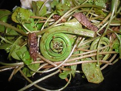 Fiddlehead and Morel Salad