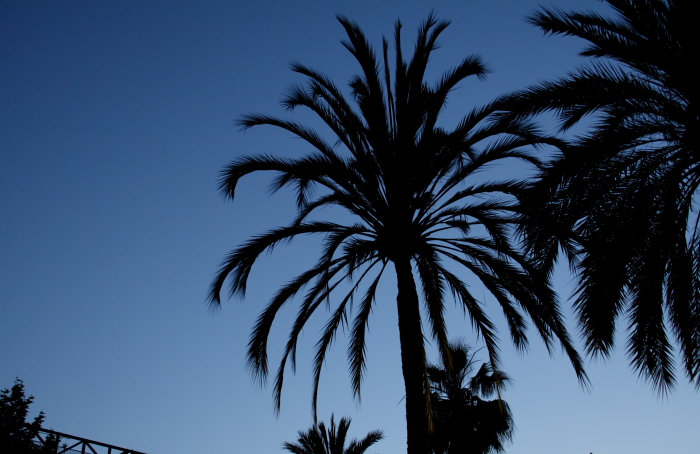 Palms in the Raval