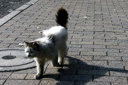 Stray cat's walking - 野良猫の散歩