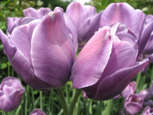 twin tulip