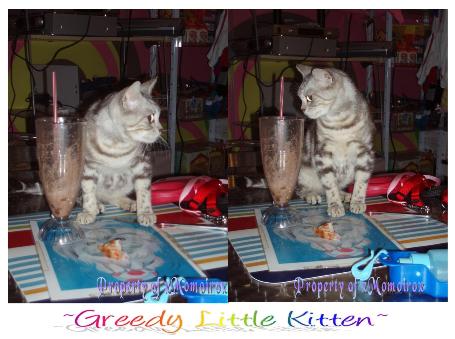 Greedy Little Kitten_-_02