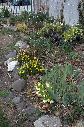Hellebores and Narcissus in the North border, Summit Street Community Garden
