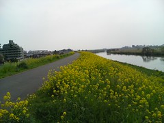 江戸川堤防の菜の花