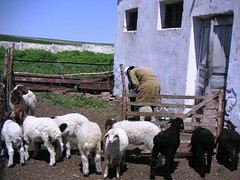 Kazakh shepherds
