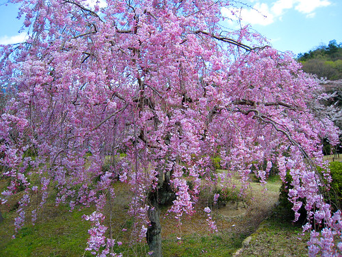 weeping cherry tree pictures. A weeping cherry tree,