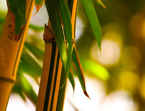 Bamboo by Doctian