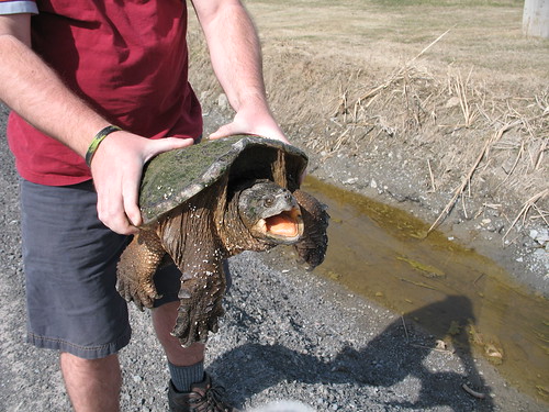 Snapping turtle rescue