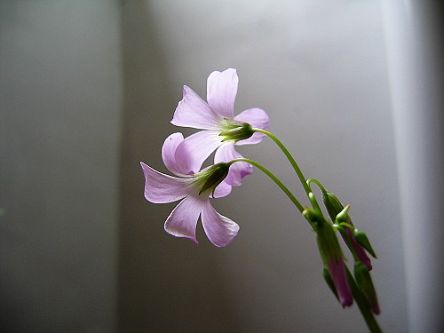 2007_0506_F5紫葉酢醬草的花