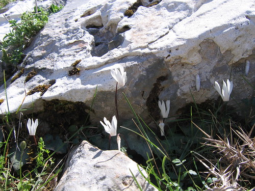 cyclamens in Crete