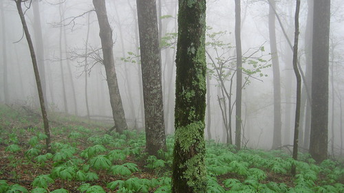 Misty Morning in Georgia