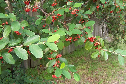 Red berries on a European tree