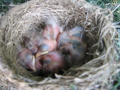 Baby robins at McDonalds