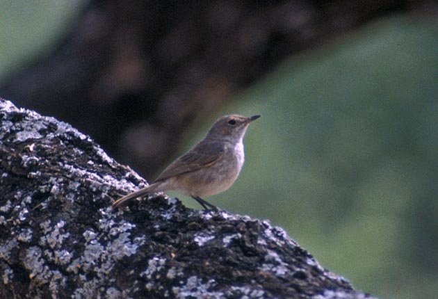 Brown-tailed Chat