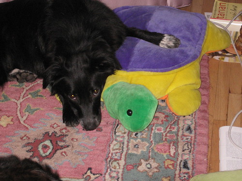 Maddy and Turtle