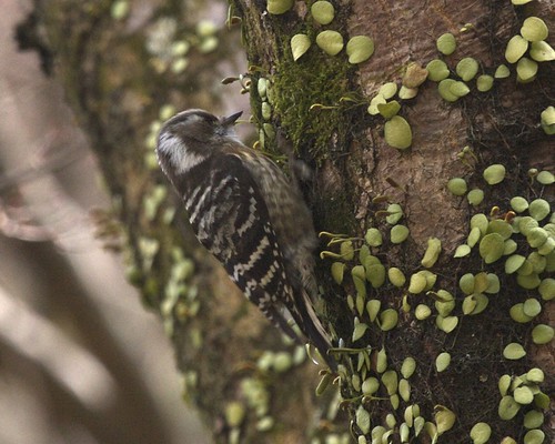Japanese pygmy woodpecker 