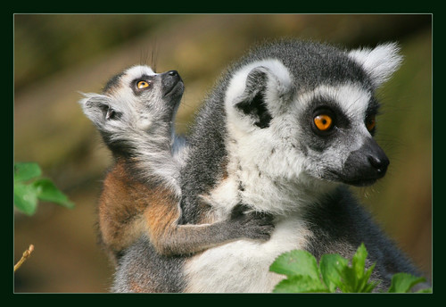 Cute Lemur