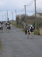 Cows on a Sligo Road