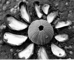 shells on a beach-1