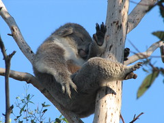 Koala on Phillip Island