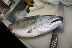 masu salmon