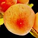 Peaches for Empress Mom's - Xi Wang Mu è¥¿çŽ‹æ¯ - èŸ  æ¡ƒ çŒ® å¯¿
