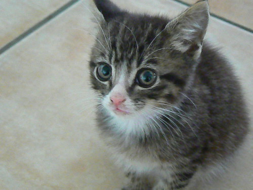 Midge our cute new kitten cat