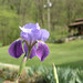 flowers-iris