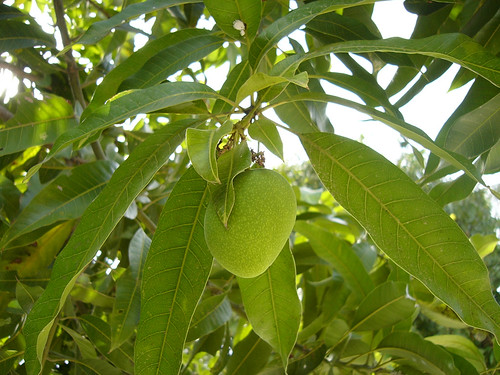 サムイ島-Mango tree0001