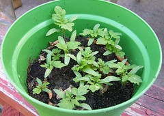 Mini Tomato Grow Kit
