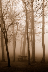 Forever Fog. by BamaWester