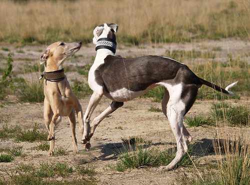 WY meets WiN: Whippet and Galgo