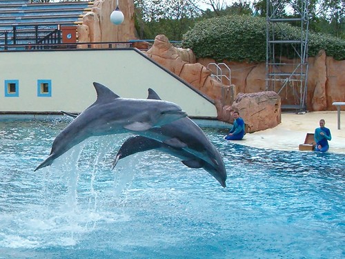 Dolphin Show wallpapers 4