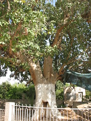 Zacchaeus Sycamore Tree in Jericho_1517
