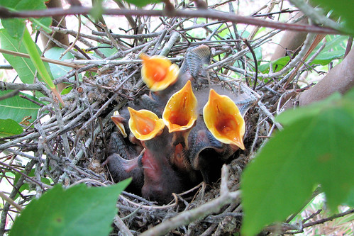 Carla Finley님이 촬영한 Baby Mockingbirds Hungry.