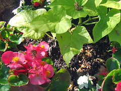 Sweet Fibrous Begonia and Potato Vine