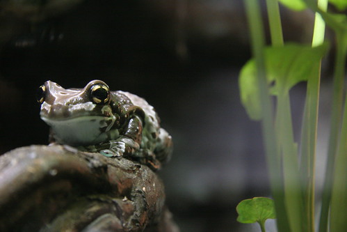 Pretty little frog