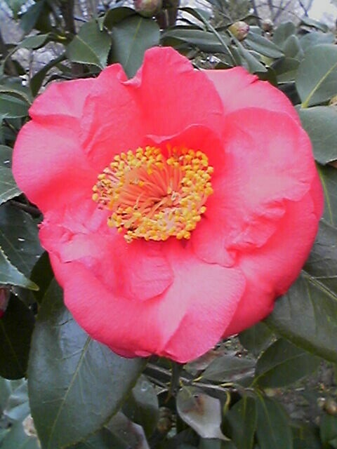 The First Camellia of 2007