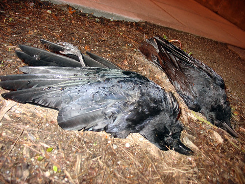 Two Dead Crows on Omen Day